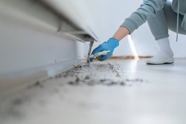 Best Flea Control Services  in Point Pleasant, NJ